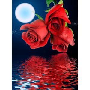 Kort - Røde roser med vandspejl (25 stk.)
